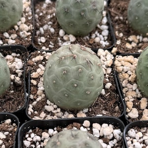 May include: Close-up of several small green cactus plants in individual black pots. The cactus plants are round and have a textured surface. The pots are filled with white gravel.