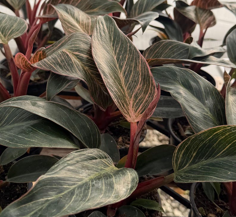 BloomingVale Philodendron - Thumbnail 4