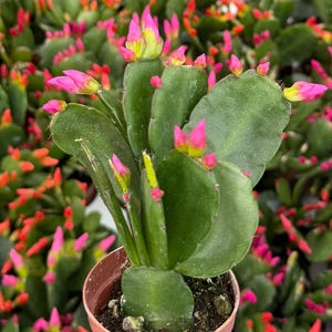 May include: Close-up of a green cactus with pink and yellow flower buds. The cactus is in a small brown pot. Other cacti with pink and orange buds are in the background.