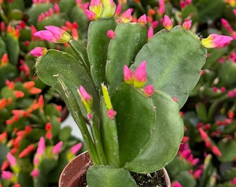Easter Cactus | Live Houseplant in 2" pot
