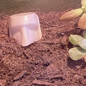 May include: A white ceramic or plaster cup with a textured surface, partially buried in brown soil. The cup is slightly tilted to the side.