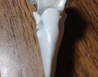 May include: White ceramic bird skull figurine. The skull is detailed with a beak and eye sockets.
