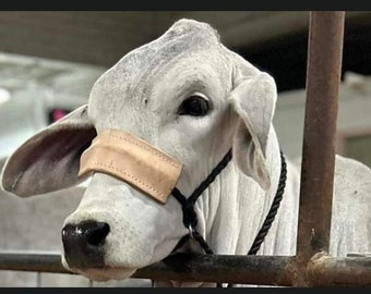 Muletape Cow Halter with Leather Noseband Customizeable!