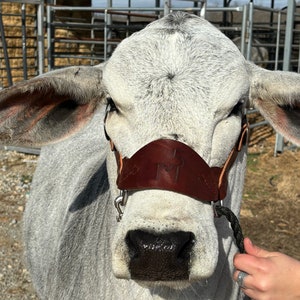 All Leather Cattle Show Halter