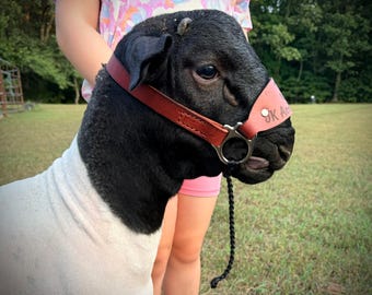 All Leather Goat/Sheep Show Halter