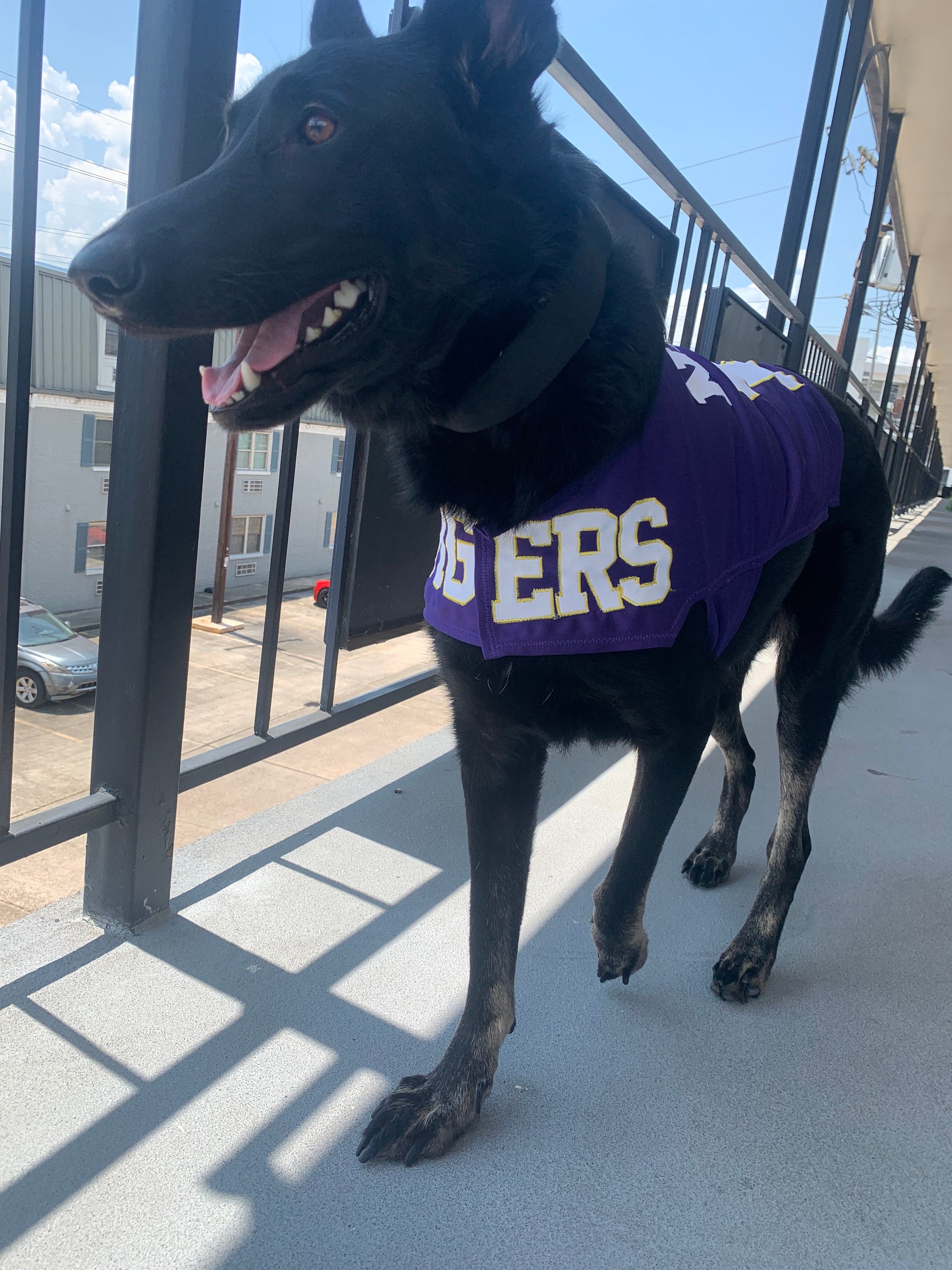 custom dog jerseys mlb