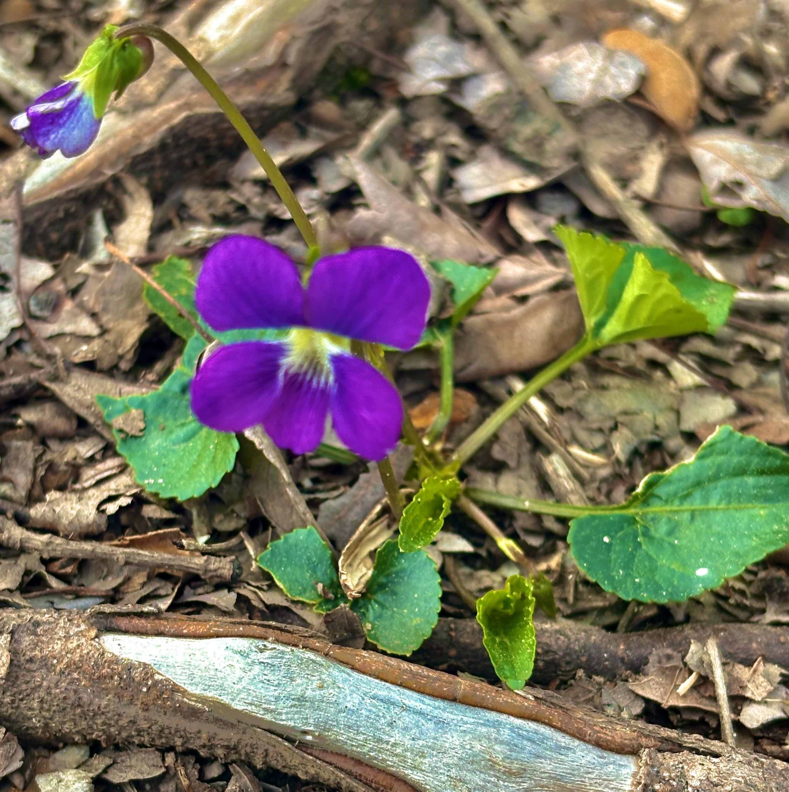 Common Blue Violet - Etsy