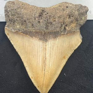 Authentic Megalodon Tooth Fossil South Carolina Rare prehistoric shark tooth