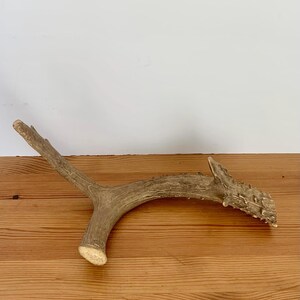 May include: A single light brown deer antler with a textured, weathered surface. The antler features a main curved beam that branches into two distinct points, with a smooth, light-colored cut base showing the internal bone structure.