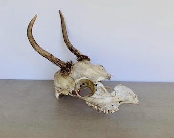 Deer Skull - 2 Point Antlers, Nature Cleaned, Western Decor Bar/Mancave Decor, Art Project