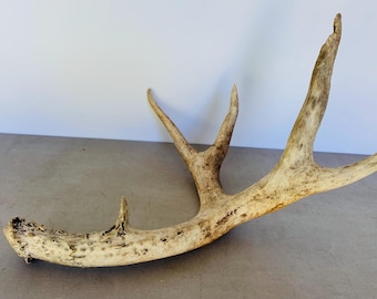 Four Point Deer Antler