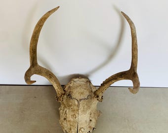 Rustic 4-Point Deer Antler Skull Mount