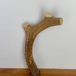 May include: A single natural deer antler with a curved main beam and one distinct branch. The antler features a textured, brown, and tan exterior surface with two smooth, light-colored, circular cut ends at the top of the branch and main beam.