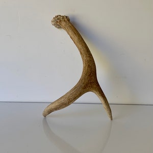 May include: A light brown antler with a curved shape and a pointed tip.
