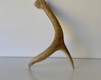 Rustic Deer Antler: Door Handle, Toilet Paper Holder, Bar Decor