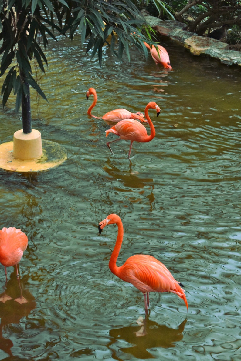 Pink Flamingo Wall Art Colorful Bird Digital Print Flamingo PRINTABLE ...