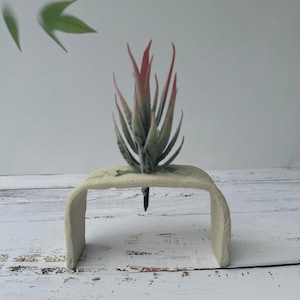 Air Plant Stand | Cream Desktop Holder