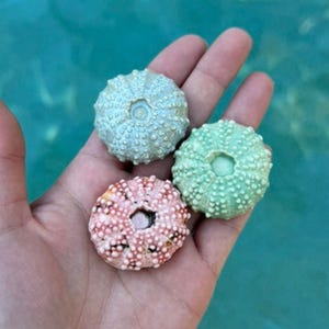 Urchin Sea Shell Decorations