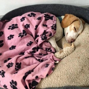 Puede incluir: Un perro beagle blanco y marrón durmiendo en una cama de perro gris con una manta rosa con huellas de patas negras. El perro está acurrucado con un juguete de peluche.