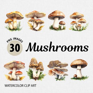 Watercolor Mushrooms PNG Clipart Bundle, Mushroom Clipart PNG, Floral Clipart, Flower Clipart, Mushrooms Images, Magical Mushrooms Clipart