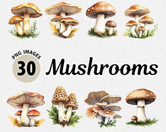 Watercolor Mushrooms PNG Clipart Bundle, Mushroom Clipart PNG, Floral Clipart, Flower Clipart, Mushrooms Images, Magical Mushrooms Clipart