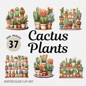 Paquete de imágenes prediseñadas de plantas de cactus en acuarela, imágenes prediseñadas de suculentas en acuarela, imágenes prediseñadas florales, flores png, cactus en macetas png, imágenes prediseñadas de plantas en macetas PNG