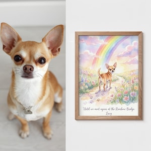 May include: A tan and white Chihuahua dog with a silver collar and tag. Next to the dog is a framed watercolor print of a Chihuahua on a path with a rainbow and the text "Until we meet again at the Rainbow Bridge. Lucy."