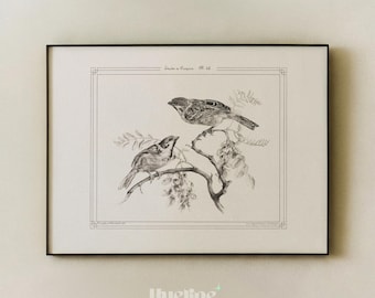 Vintage Bird Illustration Print, Antique Botanical Wall Art, French Nature Drawing, Cottagecore Decor - L1265