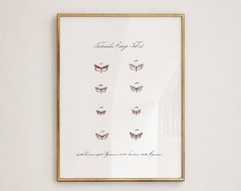 Vintage Moth Illustration Print, Antique Entomology Wall Art, Minimal Insect Decor, Natural History - L1274