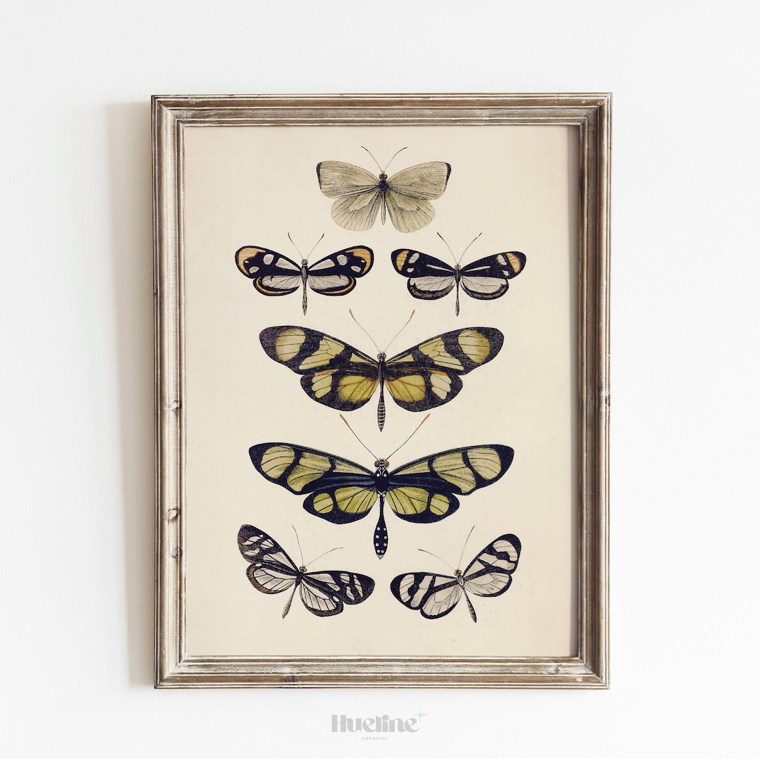 Vintage Butterfly Illustration Print, Antique Entomology Wall Art ...