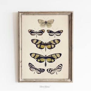 Vintage vlinder illustratie print, antieke entomologie muurkunst, poster botanisch insect - L1093