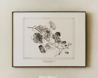 Vintage Botanical Art Print, Antique Nasturtium Illustration, French Floral Wall Decor, Cottagecore Style - L1266