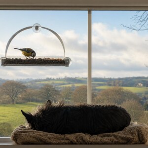 Peut inclure: Un mangeoire &agrave; oiseaux transparent fix&eacute; &agrave; une fen&ecirc;tre, avec un petit oiseau en train de manger des graines. Un chien noir se repose sur un coussin brun &agrave; l'int&eacute;rieur de la fen&ecirc;tre, avec un paysage verdoyant en arri&egrave;re-plan.