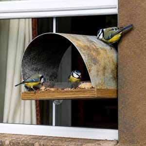 Peut inclure: Un nichoir &agrave; oiseaux fix&eacute; &agrave; une fen&ecirc;tre, avec trois petits oiseaux bleus, jaunes et blancs perch&eacute;s dessus. Le nichoir a une base en bois et un toit m&eacute;tallique incurv&eacute;. Les oiseaux mangent des graines. La fen&ecirc;tre est blanche et le mur est brun.