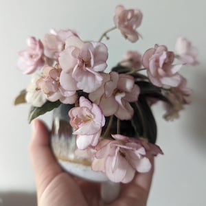 May include: A small ceramic pot with a light brown and white glaze, filled with blooming pink African violets. The flowers have delicate petals with darker pink edges. The plant is held in a hand against a white background.
