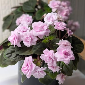 African violet Rob's vanilla trail - fresh cut leaves and starter plants available