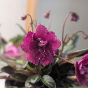 African violet Dancin' trail - fresh cut leaves and starter plants available