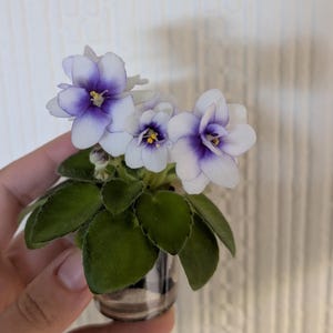 May include: A miniature African violet plant in a clear glass pot, featuring white and purple flowers. The flowers have a deep purple centre and yellow stamens. The plant has dark green, velvety leaves.