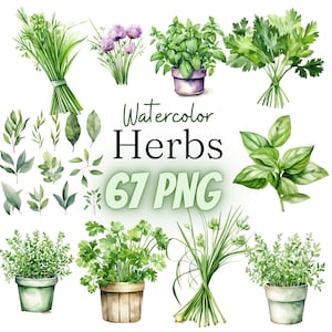 Aquarell Frische Kräuter Cliparts, PNG, 67 Illustrationen, Topfpflanzen, Küchendekor, Basilikum, Thymian, Rosmarin, Oregano, Minze, kommerzielle Nutzung