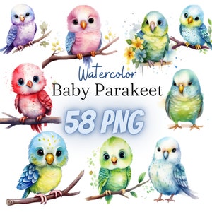 Watercolor Baby Parakeet, Clipart, Baby Budgerigar, little bird, spring, PNG, 58 illustrations, 300 dpi, bundle, digital, commercial use