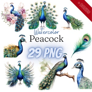 Watercolor Peacock Cliparts Bundle, PNG, 29 illustrations, peacock feather, watercolor, 300 dpi, transparent, digital, commercial use