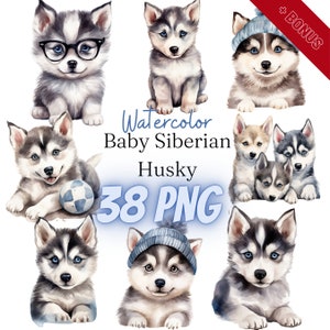 Paquete de imágenes prediseñadas de acuarela bebé husky siberiano, PNG, 38 ilustraciones, Husky, perro, siberiano, 300 ppp, transparente, digital, uso comercial