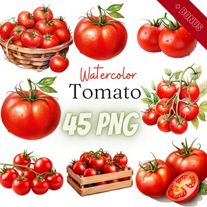 Bundle de cliparts tomate aquarelle, 45 PNG, tomate, tomates, tomate cocktail, clipart légume, tomate rouge, art culinaire aquarelle, 300 dpi