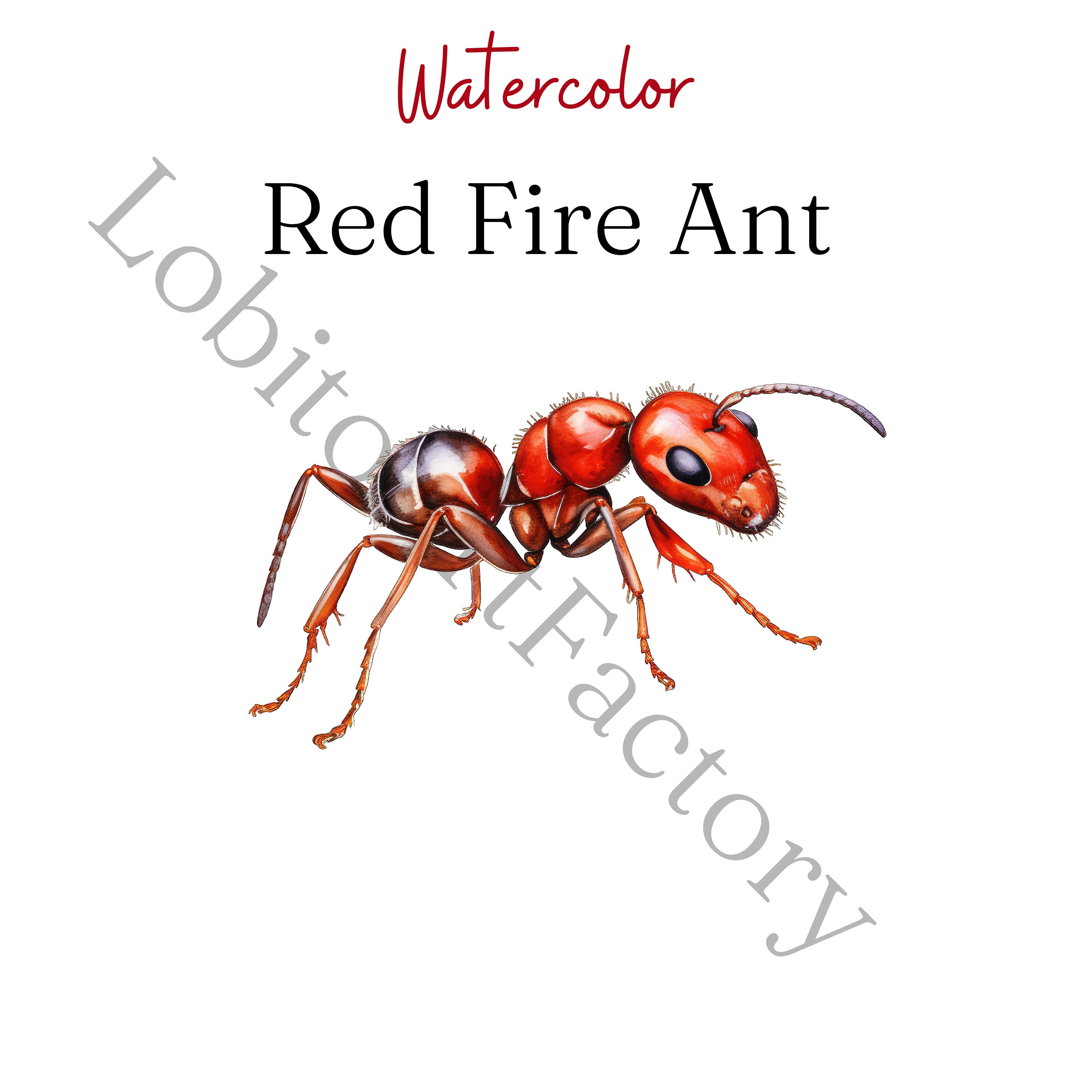 Red Ant Color Code Watercolor Red Fire Ant Cliparts Bundle, PNG, 67 Illustrations ...