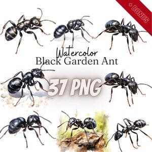 Watercolor Black Garden Ant Cliparts Bundle, PNG, 37 illustrations, ants, printable ants, 300 dpi, transparent, digital, commercial use
