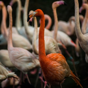 Flamingo wallpaper
