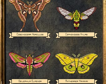 May include: A framed artwork featuring four embroidered moths with scientific names below each. The moths are in shades of brown, green, pink, and yellow, set against a dark blue background. The frame is gold-colored.