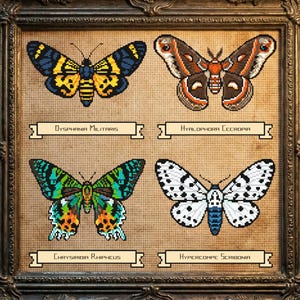 May include: A framed artwork featuring four embroidered butterflies with scientific names. The butterflies are in various colors, including yellow, blue, brown, green, and white. The frame is ornate and dark, set against a vintage map background.