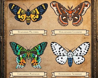 Puede incluir: Una obra de arte enmarcada con cuatro mariposas bordadas, cada una con un nombre científico. Las mariposas son de varios colores, incluyendo amarillo, azul, marrón, verde y blanco. El marco es ornamentado y oscuro, sobre un fondo de mapa vintage.