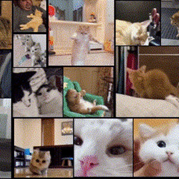 20 Adorable and Funny Cat Emoji GIFs Perfect for Discord, Twitch, and Other Social Platforms